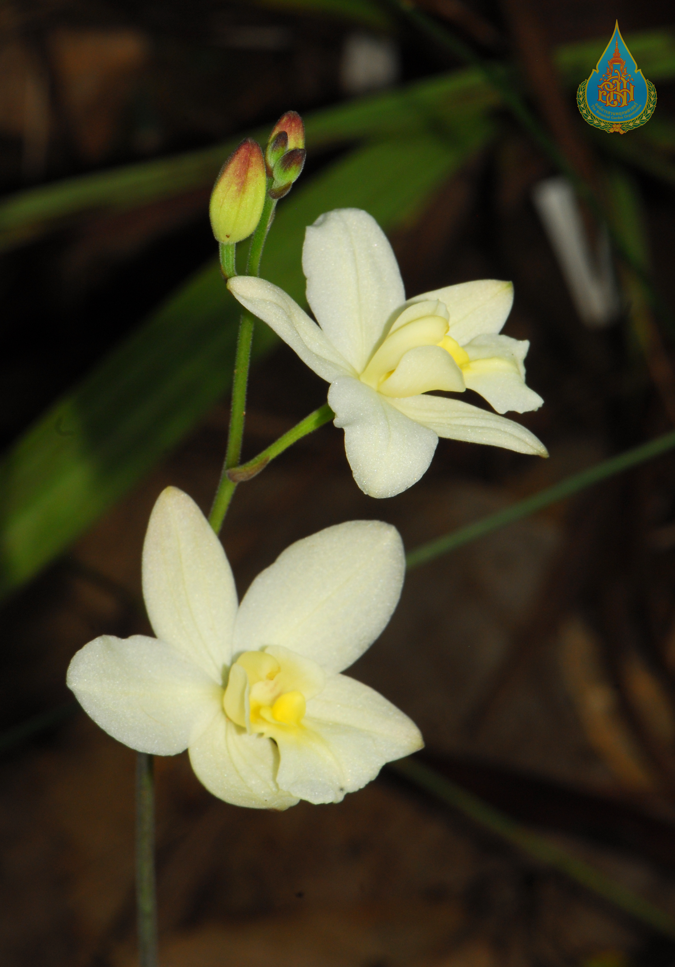 บานดึก Spathoglottis eburnea Gagnep.<br/>ORCHIDACEAE
